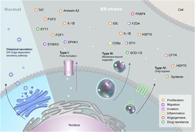 Unconventional Protein Secretion in Brain Tumors Biology: Enlightening the Mechanisms for Tumor Survival and Progression